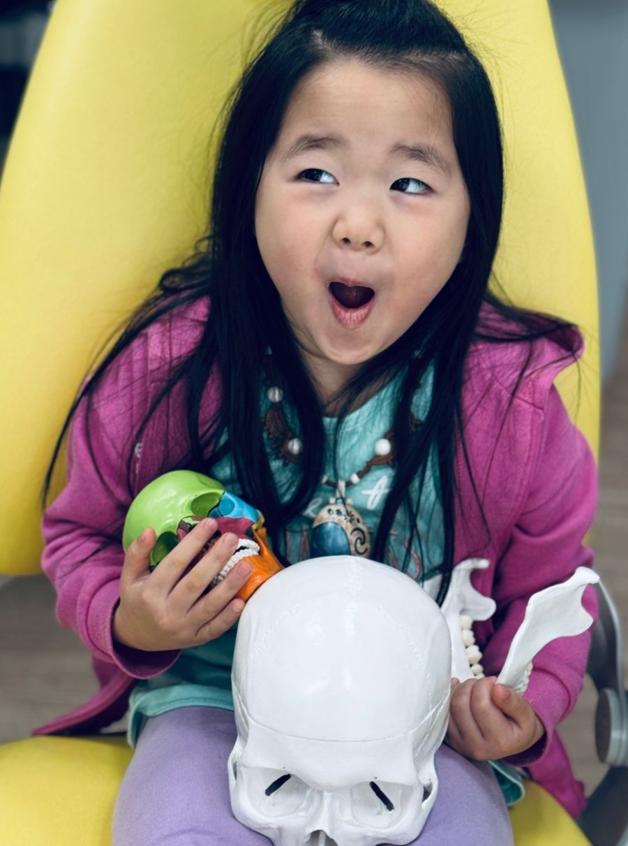 A delighted girl in the dental chair holding skull models that show how the jaws and teeth fit together